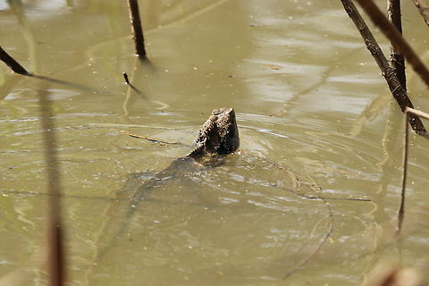 Eastern Water Dragon Demonstrating beautiful their was of escaping predators, fleeing quickly too the water this male jumped in for a swim when I approached. Australia,Australian water dragon,Geotagged,Intellagama lesueurii,Winter