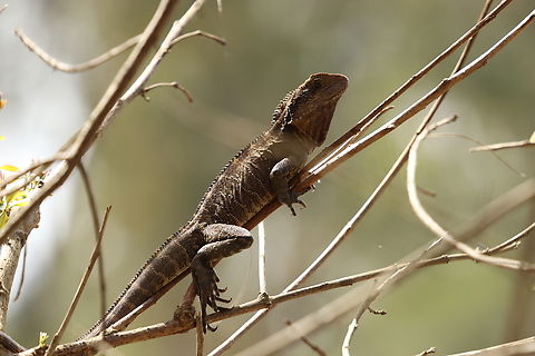 Eastern Water Dragon Juvenile Instead of fleeing to the water this smart young one fled too the trees and then promptly started to head bob at us. Australia,Australian water dragon,Geotagged,Intellagama lesueurii,Winter
