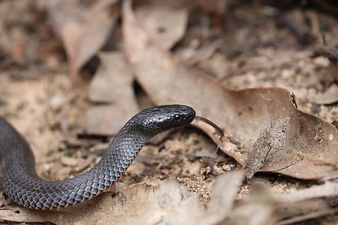 Eastern Small Eyed Snake  Australia,Cryptophis nigrescens,Geotagged,Small-eyed Snake,Spring