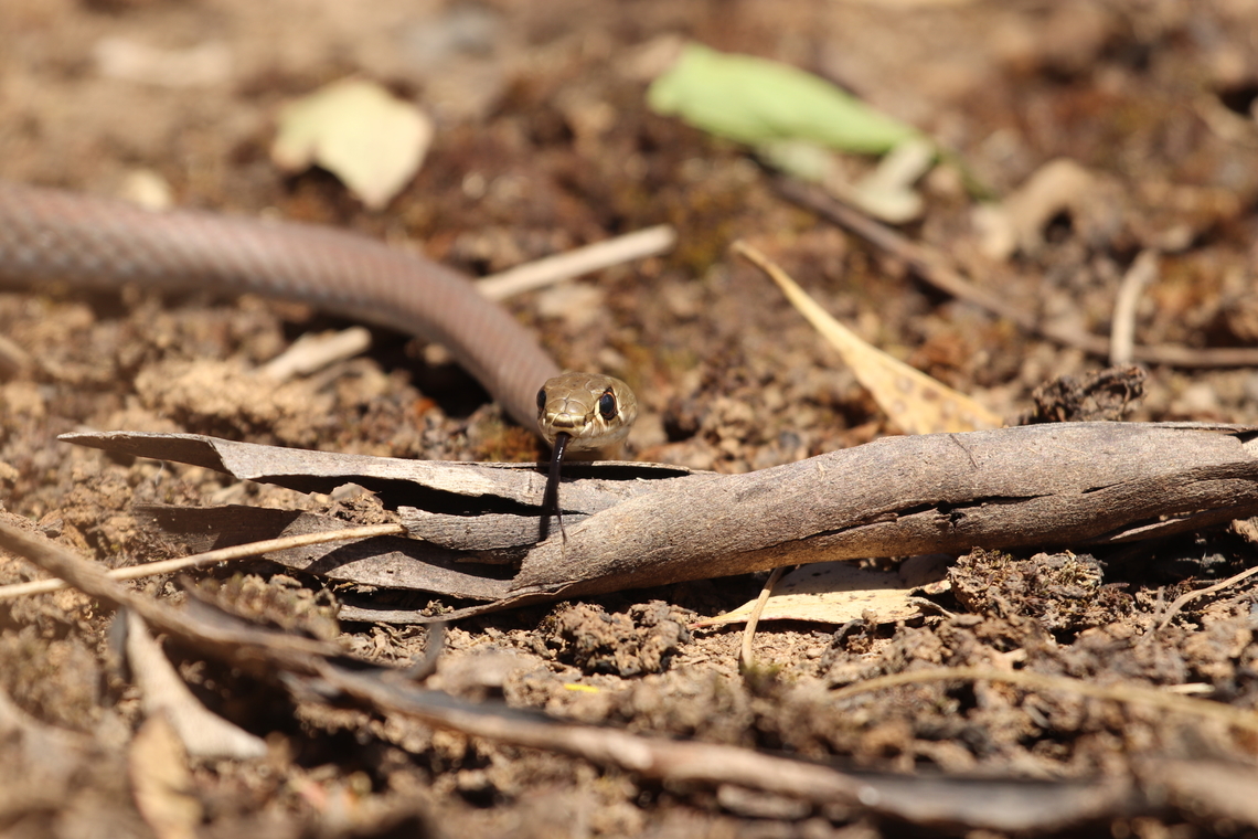 Yellow Faced Whip Snake This little guy was feisty! But a beautiful snake.   Australia,Demansia psammophis,Geotagged,Spring,Yellow-faced whipsnake