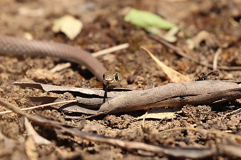 Yellow Faced Whip Snake This little guy was feisty! But a beautiful snake.   Australia,Demansia psammophis,Geotagged,Spring,Yellow-faced whipsnake