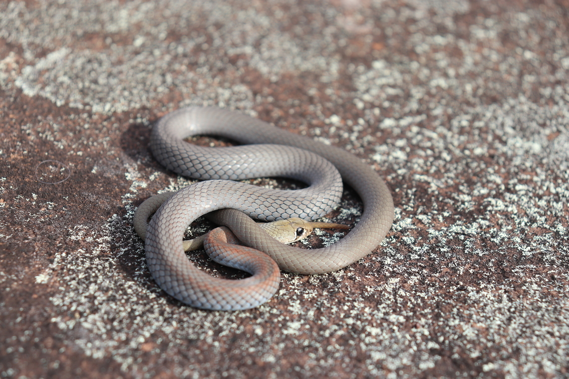 Young Yellow Faced Whip Snake This little guy was found under a rock on a cold winter morning.<br />
He has the prettiest bronze nape and blue underside I've seen on this species.<br />
A common mildly venomous elapid.<br />
These gorgeous babies are often mistaken as baby brown snakes because of their colouring.<br />
 Australia,Demansia psammophis,Geotagged,Yellow-faced whipsnake,mildly venomous
