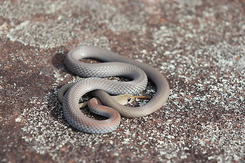 Young Yellow Faced Whip Snake This little guy was found under a rock on a cold winter morning.
He has the prettiest bronze nape and blue underside I've seen on this species.
A common mildly venomous elapid.
These gorgeous babies are often mistaken as baby brown snakes because of their colouring.
 Australia,Demansia psammophis,Geotagged,Yellow-faced whipsnake,mildly venomous