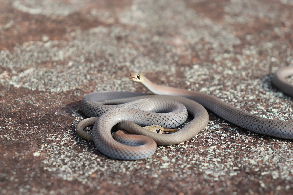 Yellow Faced Friends Two little yellow faced whip snakes.<br />
A gorgeous little elapid and a social species.<br />
Not a rare find but they were both particularly gorgeous. Australia,Demansia psammophis,Fall,Geotagged,Yellow-faced whipsnake