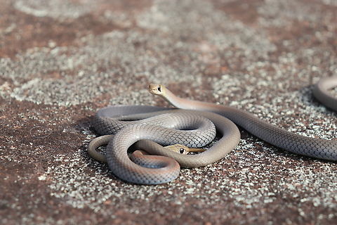 Yellow Faced Friends Two little yellow faced whip snakes.
A gorgeous little elapid and a social species.
Not a rare find but they were both particularly gorgeous. Australia,Demansia psammophis,Fall,Geotagged,Yellow-faced whipsnake