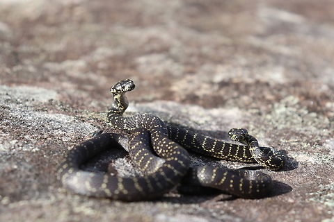 Endangered Clutch Mates Out flipping in the bush with the hopes of finding this exact species,
Endangered and rare, we found 2 babies that must have been born earlier this year.
They were small and very feisty but they were gorgeous!
Such a special and unique thing to see, we were so excited to find one, we lost it when we found the second right next to its sibling.
These were my first Broadies and I was so excited! Australia,Broad-headed Snake,Fall,Geotagged,Hoplocephalus bungaroides