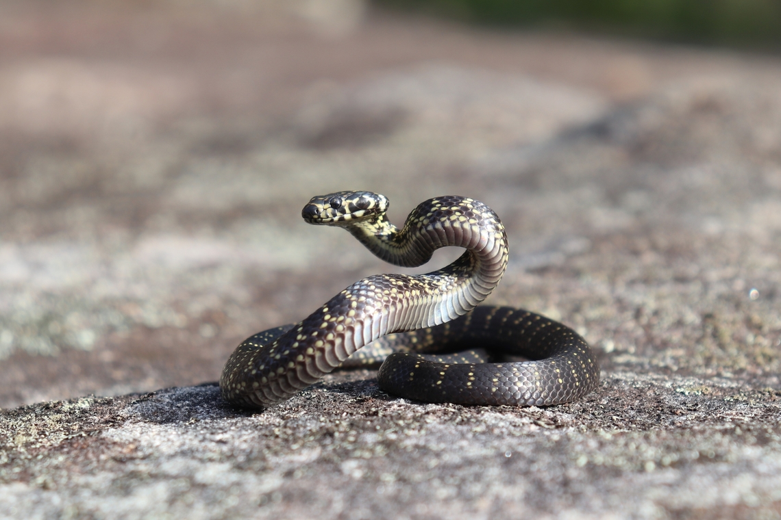 Baby Broad Headed Snake Seeing and photographing my first broad headed snakes was a magical experience, I have never seen a snake that poses so well. So much gorgeous posturing! Australia,Broad-headed Snake,Fall,Geotagged,Hoplocephalus bungaroides,endangered species