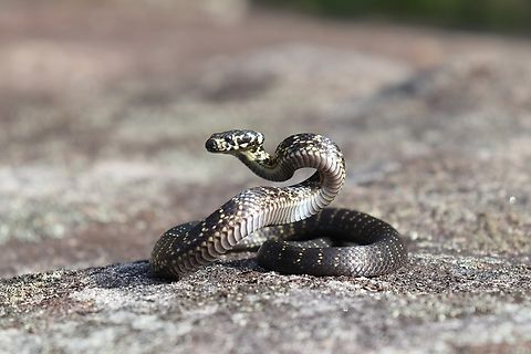 Baby Broad Headed Snake Seeing and photographing my first broad headed snakes was a magical experience, I have never seen a snake that poses so well. So much gorgeous posturing! Australia,Broad-headed Snake,Fall,Geotagged,Hoplocephalus bungaroides,endangered species