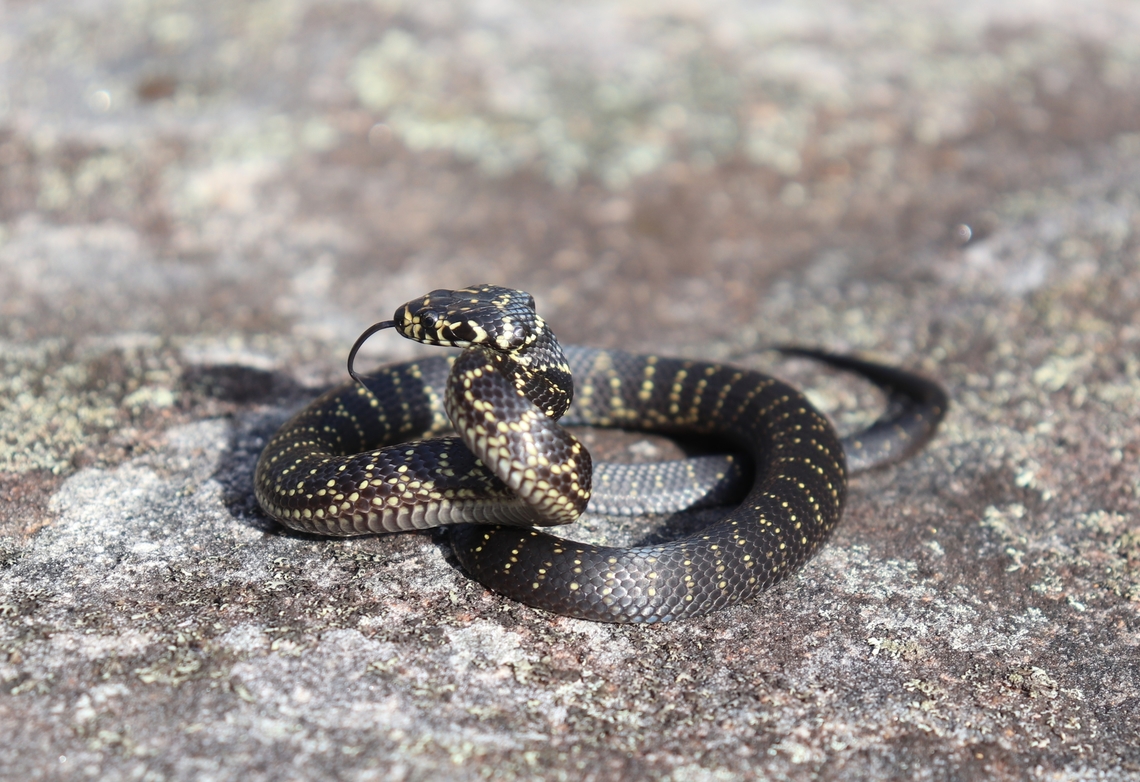Baby Broad Headed Snake Baby broad headed snakes often get mistaken for baby diamond pythons because of their gorgeous yellows. Australia,Broad-headed Snake,Fall,Geotagged,Hoplocephalus bungaroides