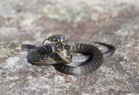 Baby Broad Headed Snake Baby broad headed snakes often get mistaken for baby diamond pythons because of their gorgeous yellows. Australia,Broad-headed Snake,Fall,Geotagged,Hoplocephalus bungaroides
