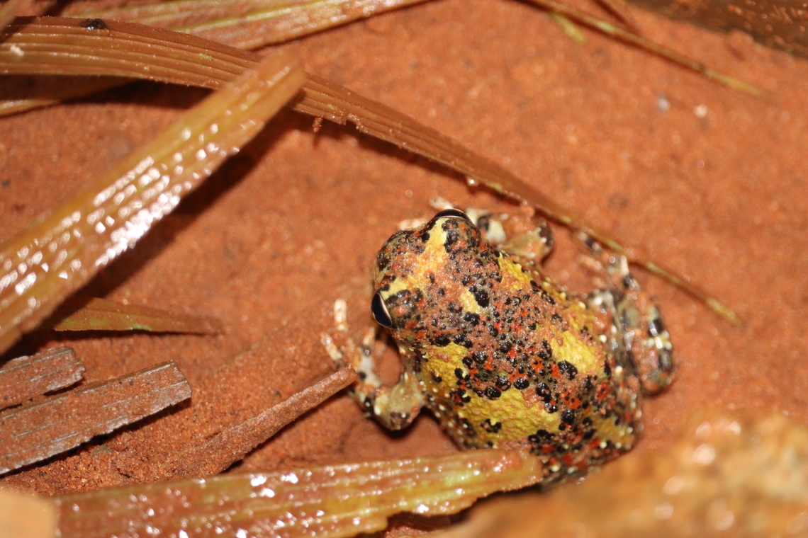 Crucifix Frog Took this photos years ago found it recently but can&#039;t remember where I took it.<br />
Such a pretty frog with such vibrant colours.  Crucifix Toad,Notaden bennettii