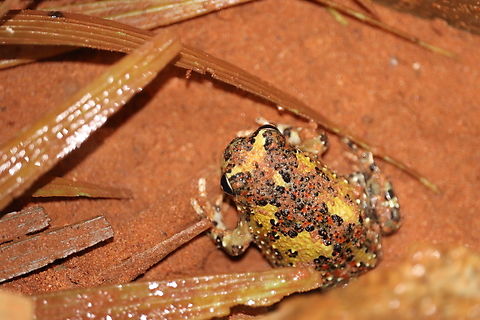 Crucifix Frog Took this photos years ago found it recently but can't remember where I took it.
Such a pretty frog with such vibrant colours.  Crucifix Toad,Notaden bennettii