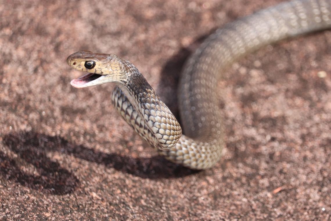 Feisty Juvenile Eastern Brown Snake Flipping my first eastern brown snake.<br />
Such a surreal experience to be able to hold the worlds second most venomous snake in my hands.<br />
The little guy was very fiery for such a cold day and I wouldn&#039;t have expected anything less with the reputation this species has. Australia,Eastern brown snake,Fall,Geotagged,Pseudonaja textilis,juvenile,venomous snake