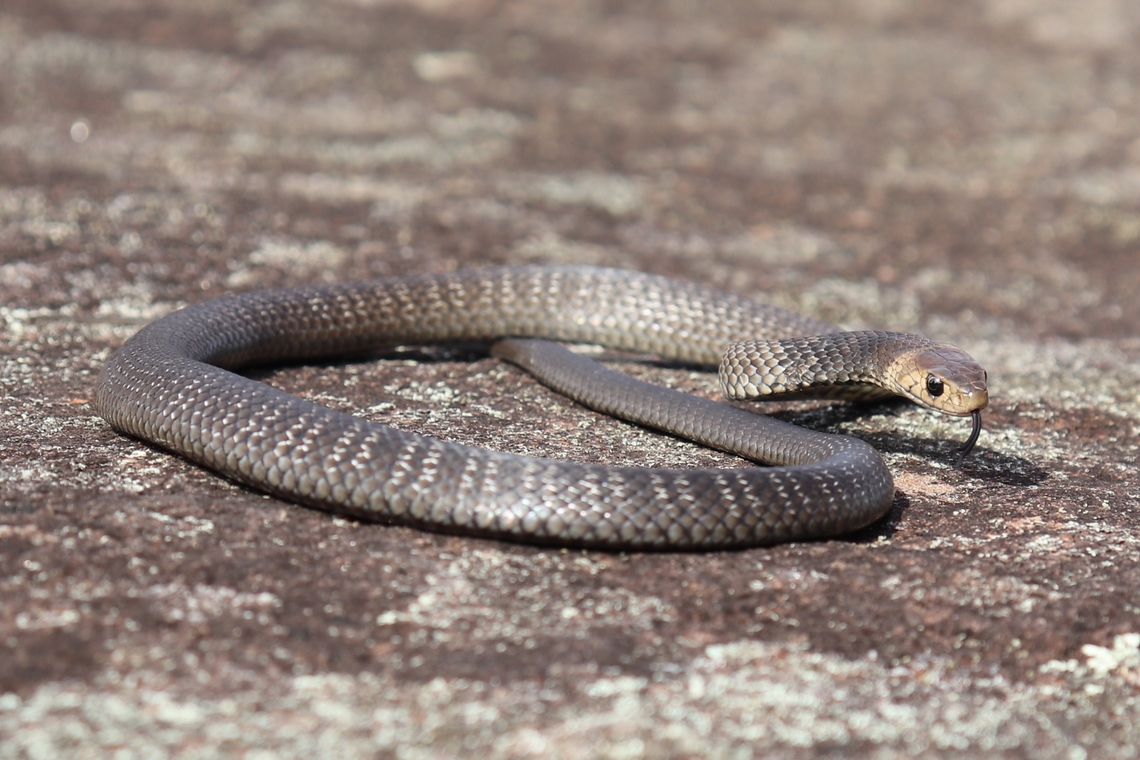 Baby Stripes This juvenile eastern brown still had its baby stripes and a gorgeous deep black nape.<br />
A lot of people don't know that the Sydney region of browns are striped when they are little and they often get mistaken for tiger snakes. Australia,Eastern brown snake,Fall,Geotagged,Pseudonaja textilis,venomous snake
