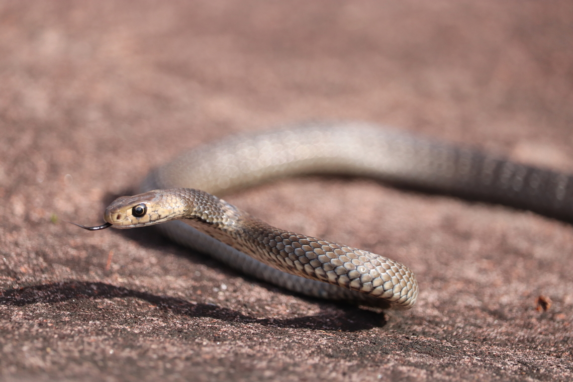 Juvenile Eastern brown Snake  Australia,Eastern brown snake,Pseudonaja textilis,venomous snake