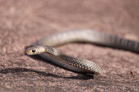 Juvenile Eastern brown Snake  Australia,Eastern brown snake,Pseudonaja textilis,venomous snake