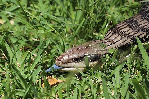 Eastern Blue-Tongued Lizard Little guy found crawling around the backyard. Australia,Eastern blue-tongued skink,Geotagged,Summer,Tiliqua scincoides scincoides