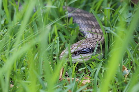 Eastern Blue-Tongued Lizard  Australia,Eastern blue-tongued skink,Geotagged,Summer,Tiliqua scincoides scincoides