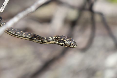 Covered in Spider Webs This poor little baby was found under a web covered rock and completely covered in spider webs.
We did our best to get the webs off but we were not very successful.
She did show us how much she appreciated the help and stopped biting us once she could see a bit better with some of the webs removed, but the biting gives us hope that she will still be able to make it in the wild. Australia,Diamond Python,Fall,Geotagged,Morelia spilota spilota