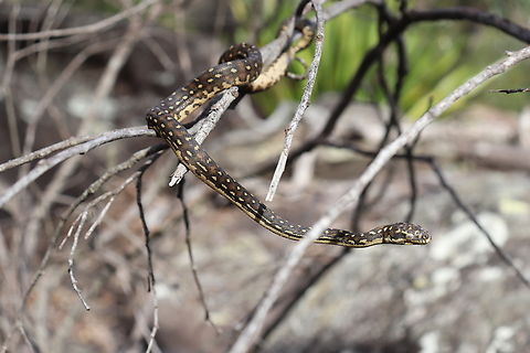 Baby Diamond Python Perhaps the prettiest golden brown baby diamond python.
I have no doubt when she gets bigger those browns will turn the brightest yellow.
They say the browner the baby diamond the more yellow they are as an adult. Australia,Diamond Python,Fall,Geotagged,Morelia spilota spilota