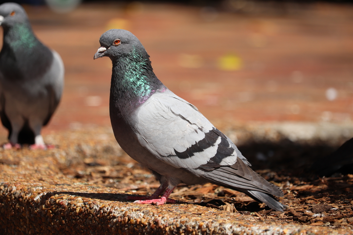 Common Pigeon Some of the most gorgeous iridescence on a pigeons neck.<br />
While just a common pest we had once domesticated.<br />
They are always pretty and I feel bad every time I see one. Australia,Columba livia,Geotagged,Rock dove,Spring