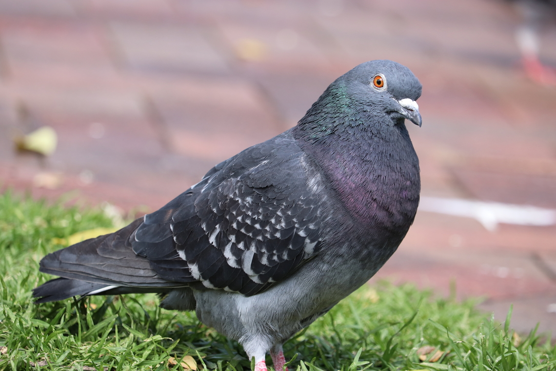 Common Pigeon Just a pretty little Pigeon.<br />
The difference between a pigeon and a dove, is who ever named it first. Australia,Columba livia,Geotagged,Rock dove,Spring