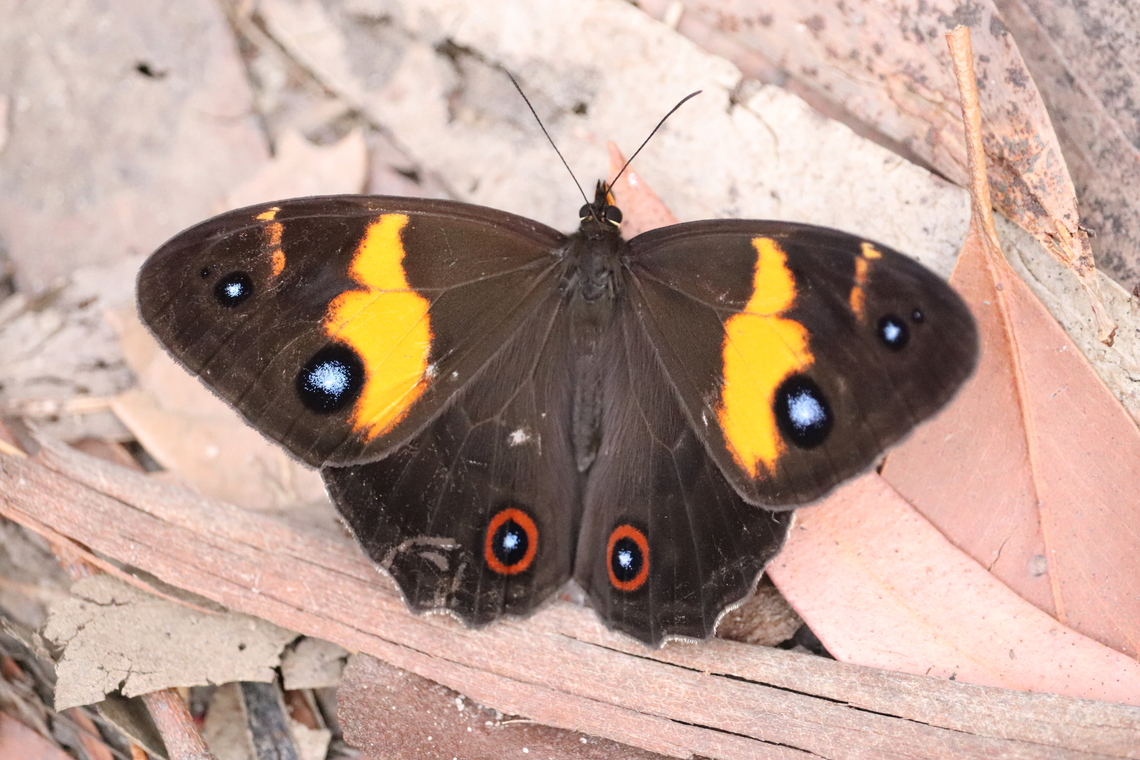 Swordgrass Brown Butterfly  Australia,Geotagged,Spring,Swordgrass Brown,Tisiphone abeona