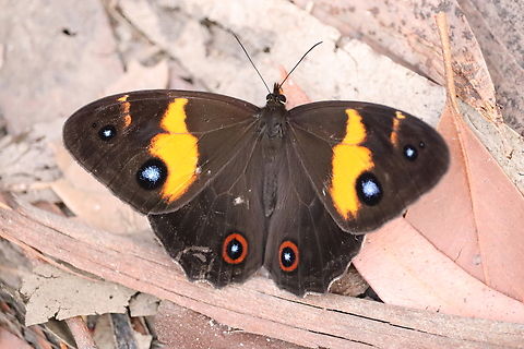Swordgrass Brown Butterfly  Australia,Geotagged,Spring,Swordgrass Brown,Tisiphone abeona