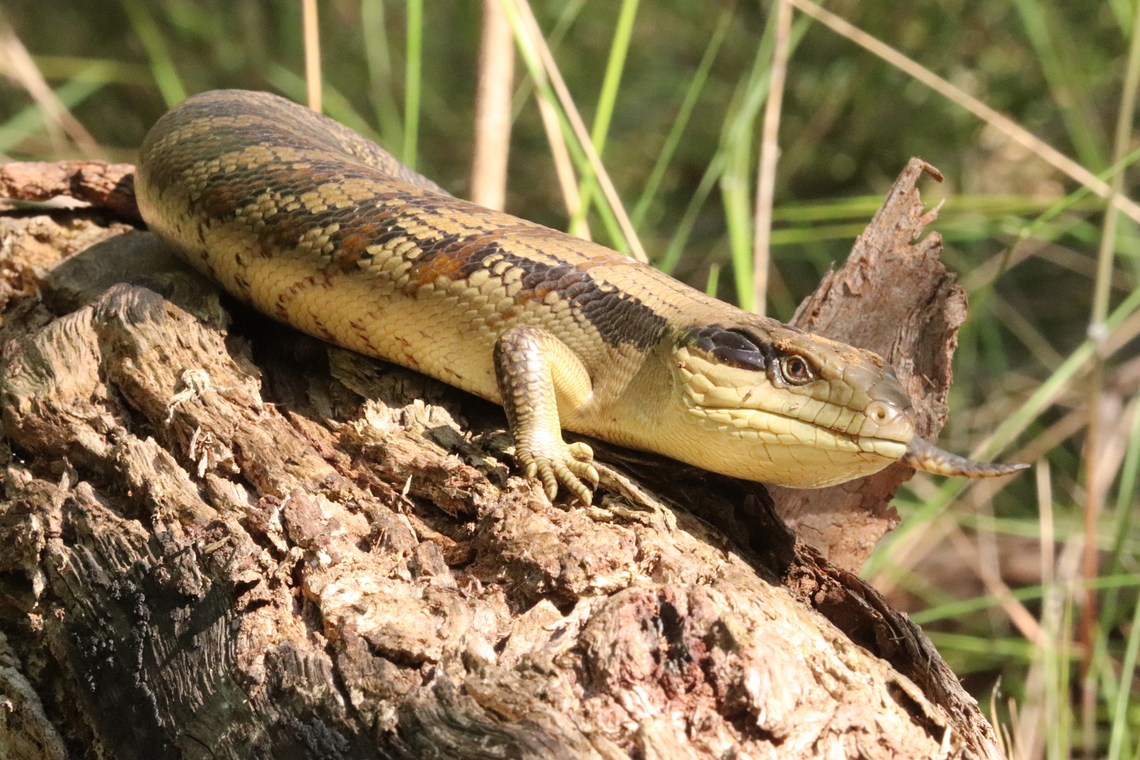 Eastern blue-tongued lizard Happy little guy sunbaking on his log. Australia,Eastern blue-tongued skink,Geotagged,Spring,Tiliqua scincoides scincoides