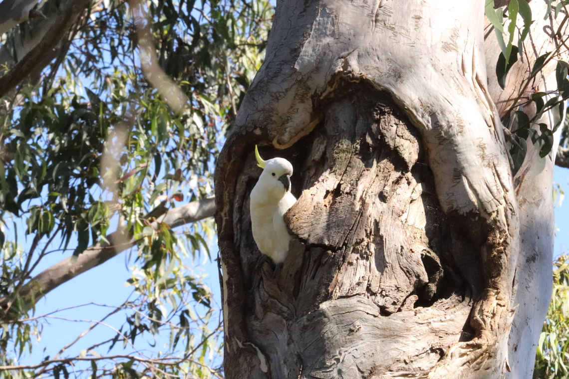 A Watchful Eye Little Sulfur watching us from its nest. Australia,Cacatua galerita,Geotagged,Spring,Sulphur-crested Cockatoo