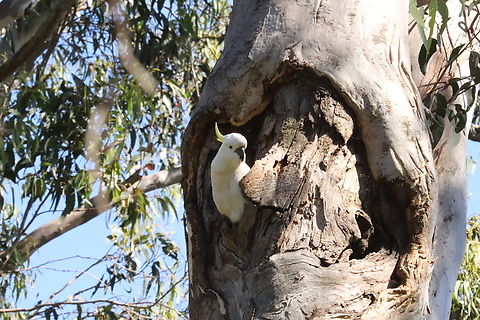 A Watchful Eye Little Sulfur watching us from its nest. Australia,Cacatua galerita,Geotagged,Spring,Sulphur-crested Cockatoo