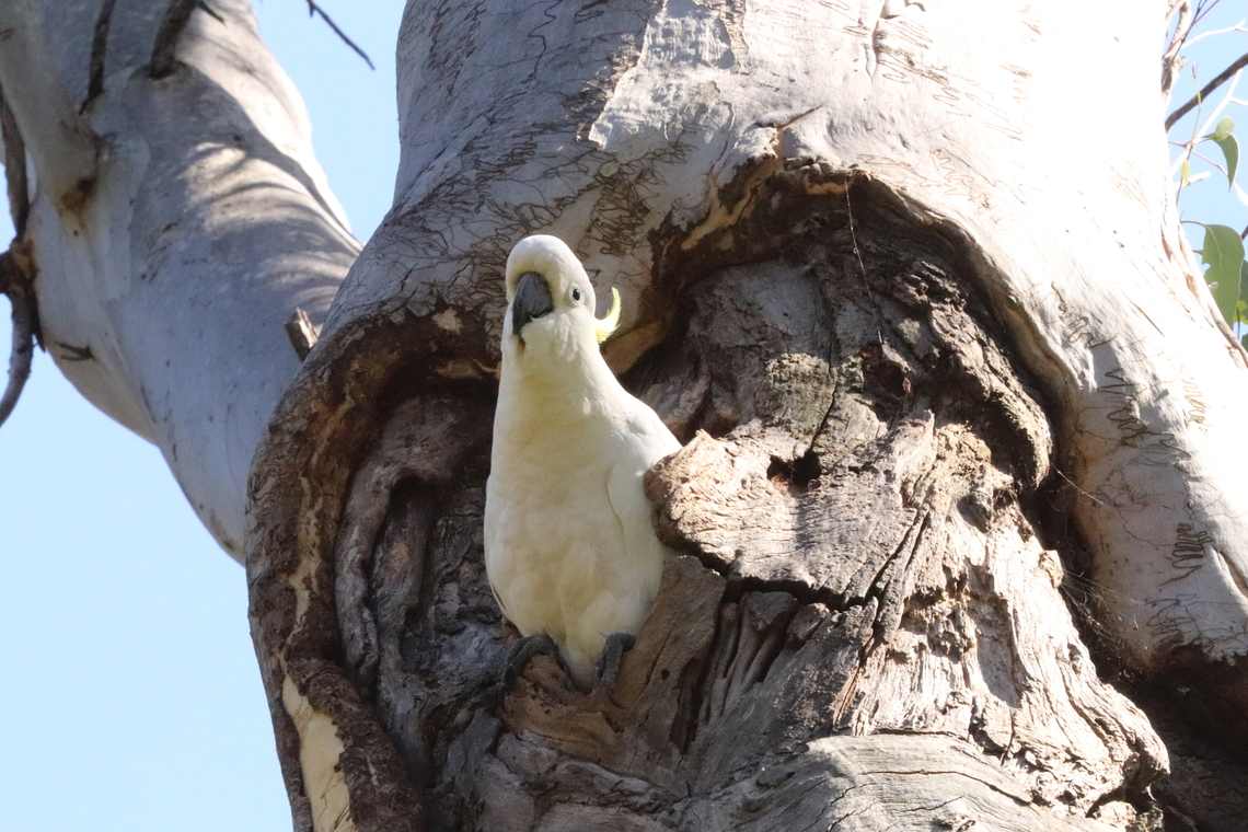 Nesting Mother This Sulfur crested cockatoo was in her nest watching over her newly born chicks and waiting patiently for her partner to return. Australia,Cacatua galerita,Geotagged,Spring,Sulphur-crested Cockatoo
