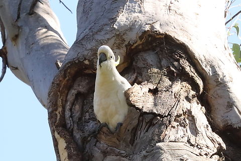 Nesting Mother This Sulfur crested cockatoo was in her nest watching over her newly born chicks and waiting patiently for her partner to return. Australia,Cacatua galerita,Geotagged,Spring,Sulphur-crested Cockatoo