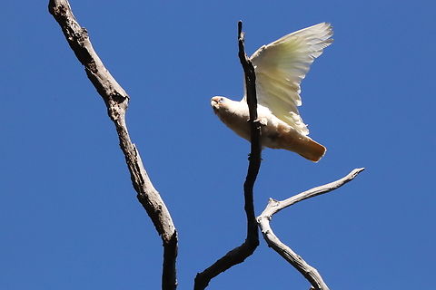 Flying High Corella about to take flight. Australia,Cacatua sanguinea,Geotagged,Little Corella,Spring