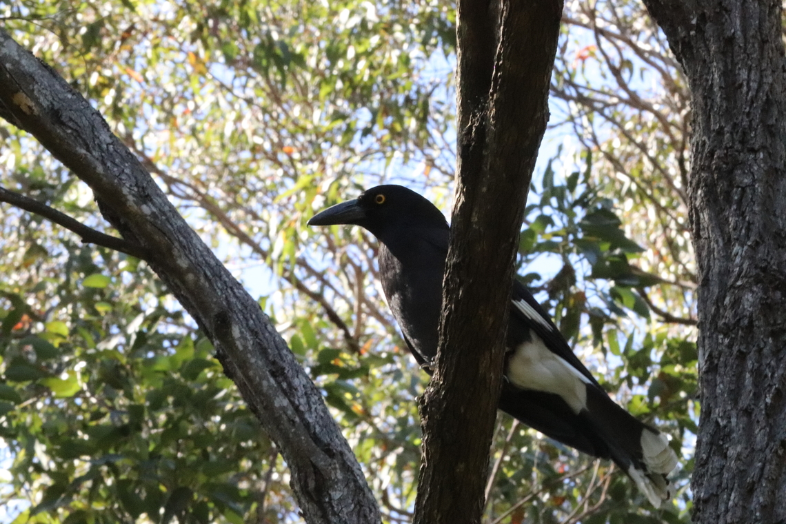 Magpie? Pretty sure this is a Magpie though I could be wrong.<br />
I&#039;m a reptile nerd, not a bird nerd. Australia,Australian magpie,Geotagged,Gymnorhina tibicen,Spring