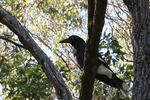 Magpie? Pretty sure this is a Magpie though I could be wrong.
I'm a reptile nerd, not a bird nerd. Australia,Australian magpie,Geotagged,Gymnorhina tibicen,Spring