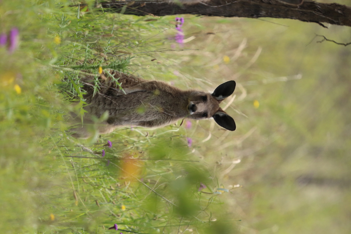 Eastern Grey Kangaroo Joey Little baby chilling by his mum in the spring flowers. Australia,Eastern grey kangaroo,Geotagged,Macropus giganteus,Spring