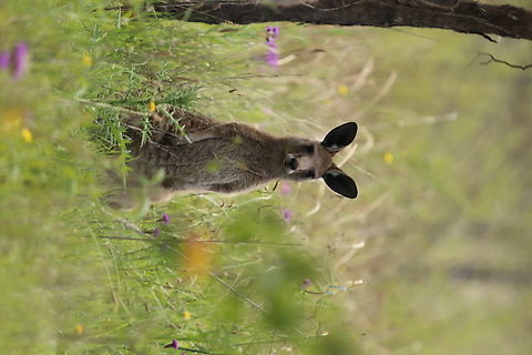 Eastern Grey Kangaroo Joey Little baby chilling by his mum in the spring flowers. Australia,Eastern grey kangaroo,Geotagged,Macropus giganteus,Spring