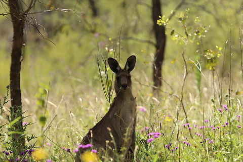 Eastern Grey Kangaroo Mama Mama keeping her eye out for her bub. Australia,Eastern grey kangaroo,Geotagged,Macropus giganteus,Spring