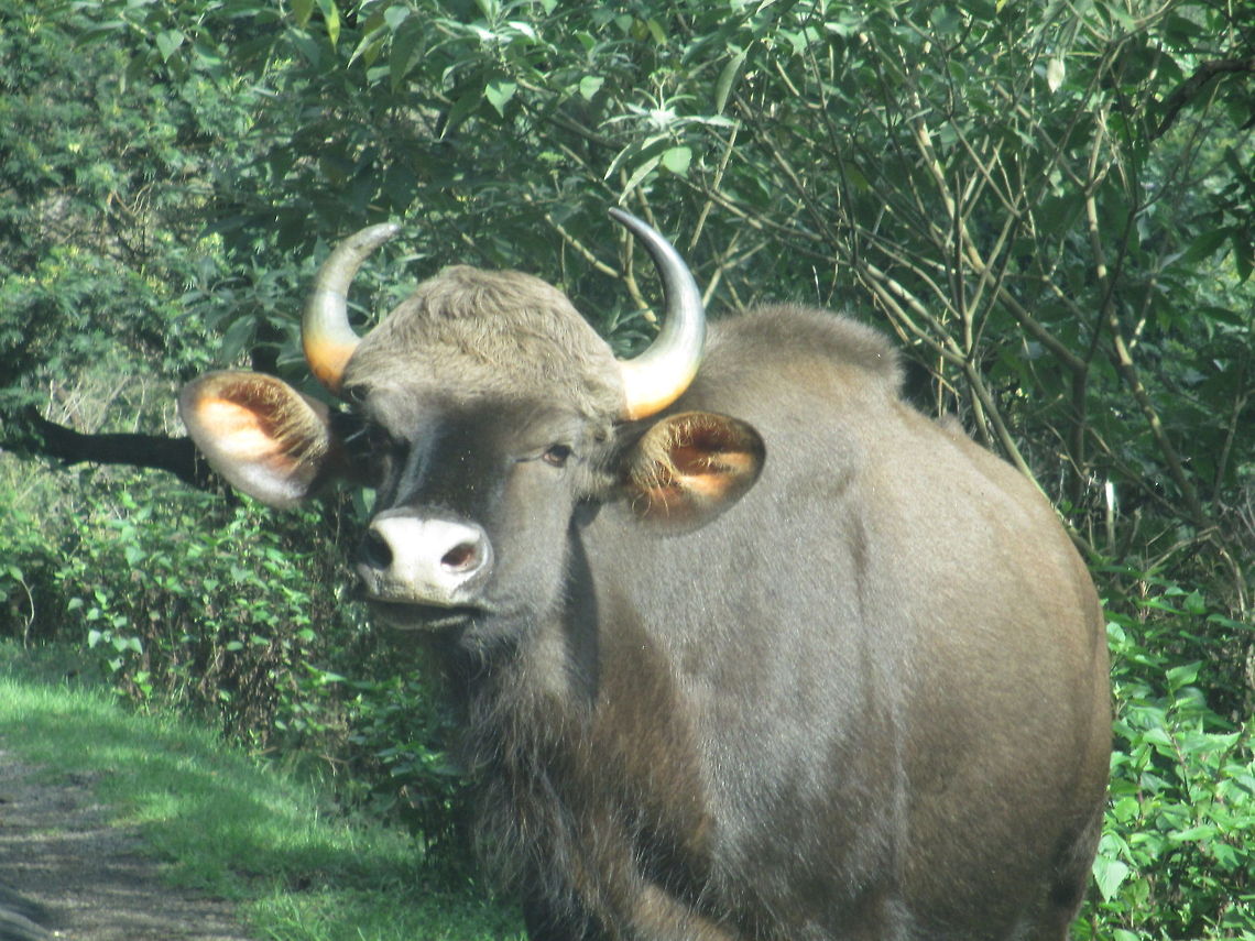 An adolescent Gaur "The Gaur" AKA "Indian Bison" - It is a photo taken amidst the Shola forests of Western Ghats, India Bison,Bos gaurus,Gaur