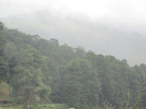 slope of shola forests  Geotagged,hill slope