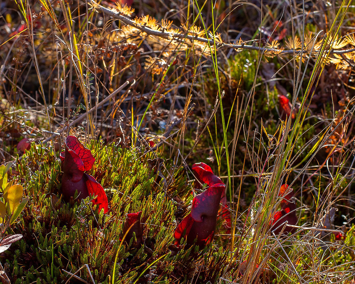 Golden Bog Sarracenia purpurea growing in a sphagnum bog.  Photographed from the boardwalk.   Fall,Geotagged,Purple pitcher plant,Sarracenia purpurea,United States