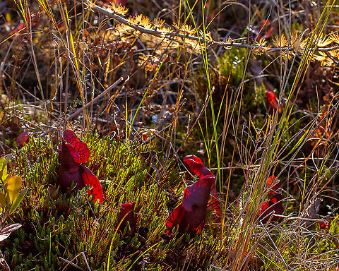 Golden Bog Sarracenia purpurea growing in a sphagnum bog.  Photographed from the boardwalk.   Fall,Geotagged,Purple pitcher plant,Sarracenia purpurea,United States