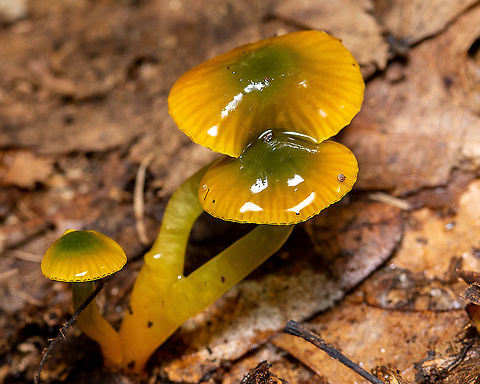Parrot Mushroom  Fall,Geotagged,Gliophorus psittacinus,Parrot Mushroom,United States