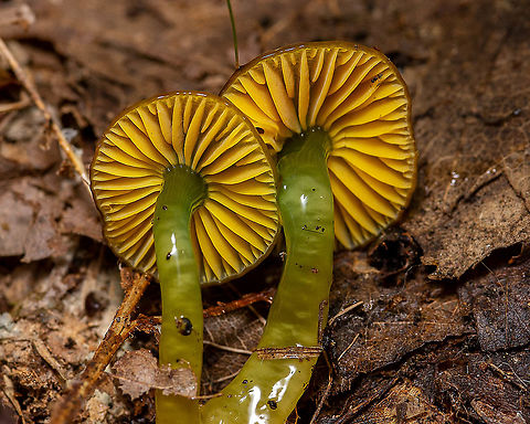 Parrot Mushroom  Fall,Geotagged,Gliophorus psittacinus,Parrot Mushroom,United States