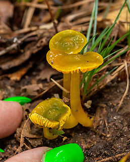 Parrot Mushroom  Fall,Geotagged,Gliophorus psittacinus,Parrot Mushroom,United States