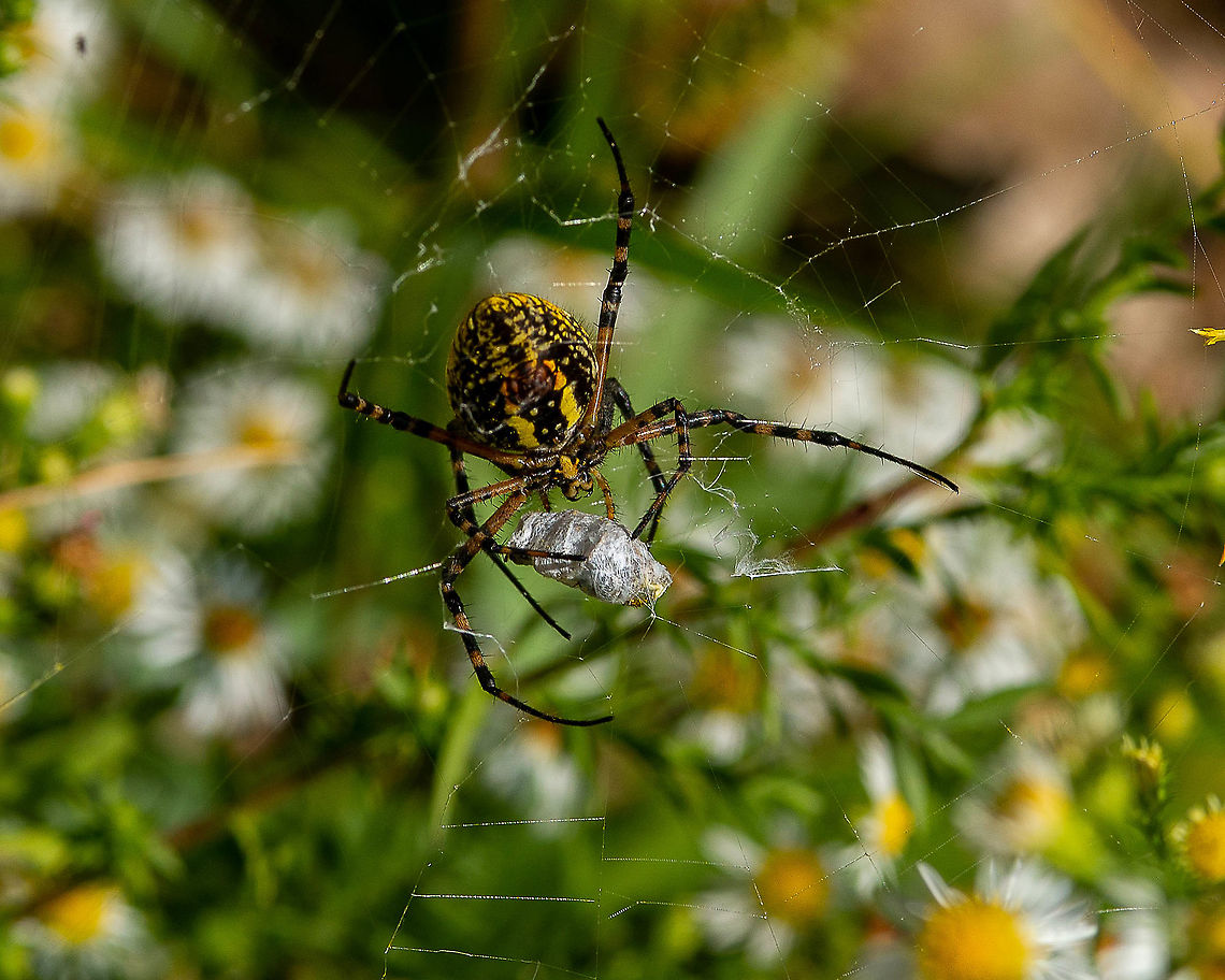 Picnic in the daisy patch  Argiope aurantia,Yellow Garden Spider