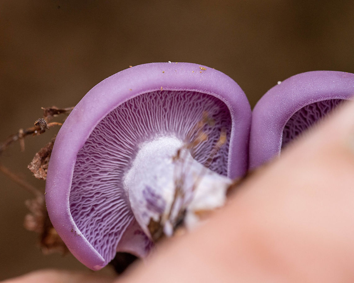 Blewit  Fall,Geotagged,Lepista nuda,United States,Wood blewit