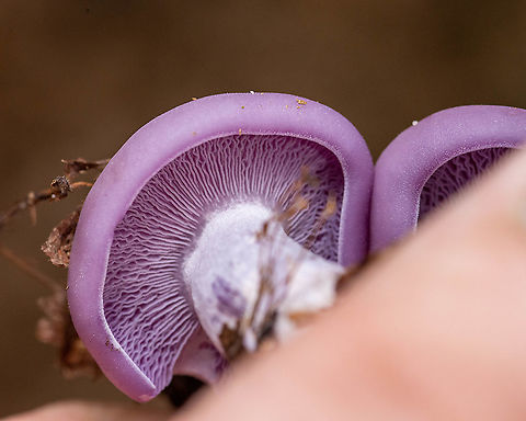 Wood blewit