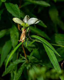 C. glabra Chelone glabra, Turtlehead, growing at the margins of a wetland.   Chelone glabra,Fall,Geotagged,United States,White turtlehead